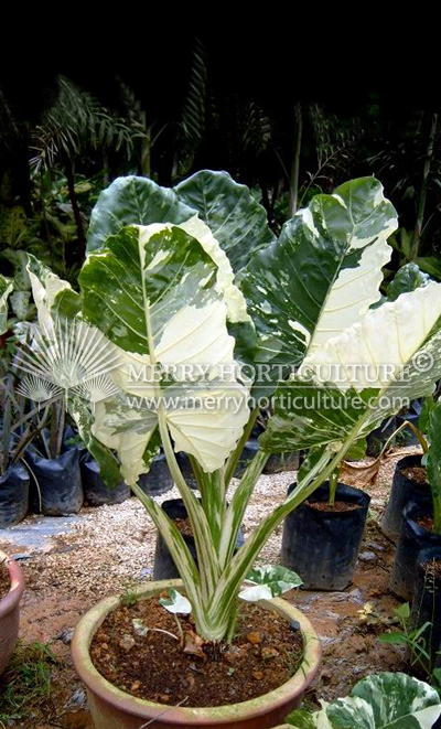 Alocacia M. Variegated